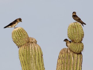 Habitat - Mike Sanders - ML305538871