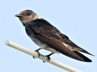 Female/immature male - Sam Zhang - ML305538881