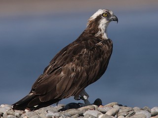 Adult (haliaetus) - Christoph Moning - ML305310391