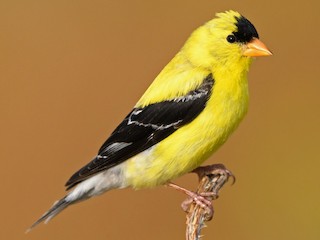 Breeding male - Darren Clark - ML306710541