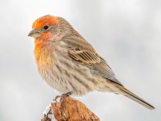 Adult male - Matthew Plante - ML306327601