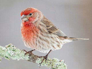 Adult male - Matthew Plante - ML306327661