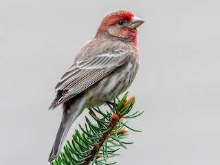 Adult male - Brad Imhoff - ML306327741