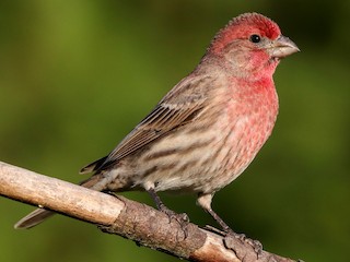 Adult male - Martina Nordstrand - ML306327341