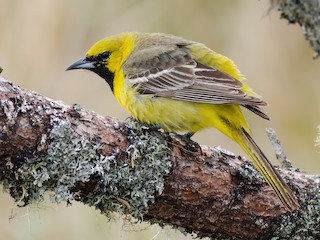 Immature male (Orchard) - Alix d'Entremont - ML306352431