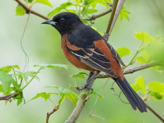 Adult male (Orchard) - Austin Jennings - ML306353551