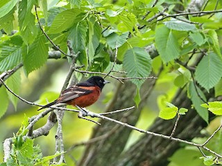 Male (Orchard) - Gary Mueller - ML306353751