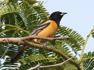 Adult male (Fuertes's) - Mark L. Hoffman - ML306353381