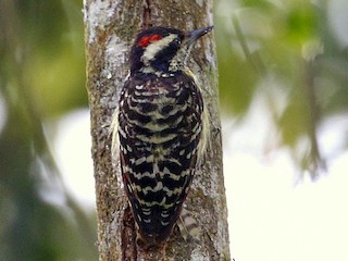 Male - Carmelo López Abad - ML371998021