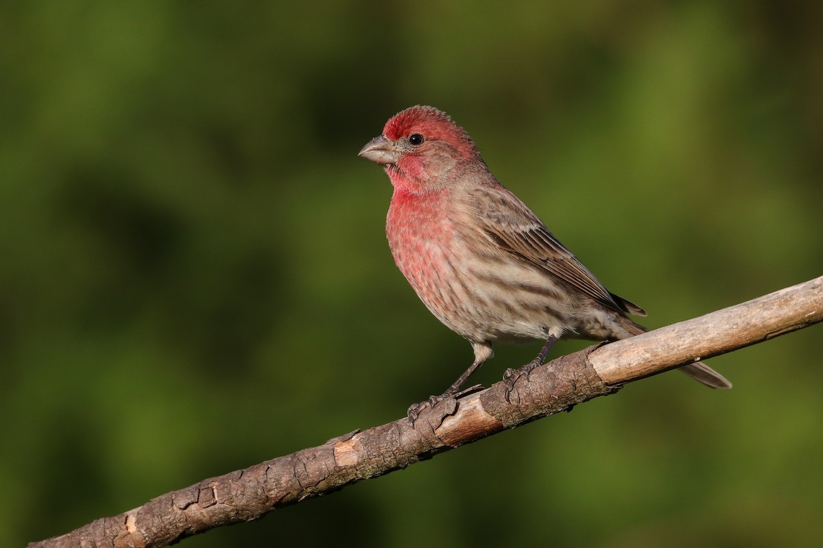 House Finch - Martina Nordstrand