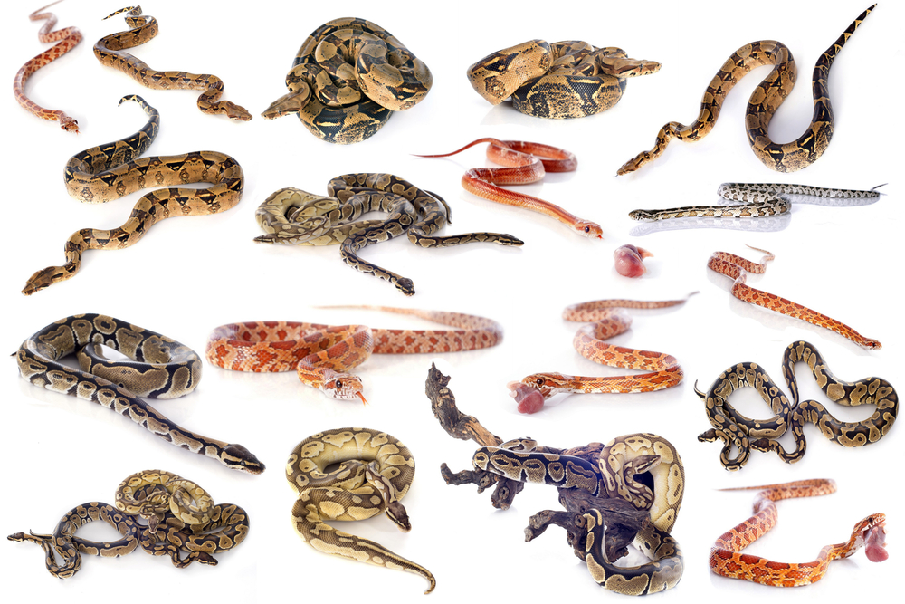 Image montage of various snake species