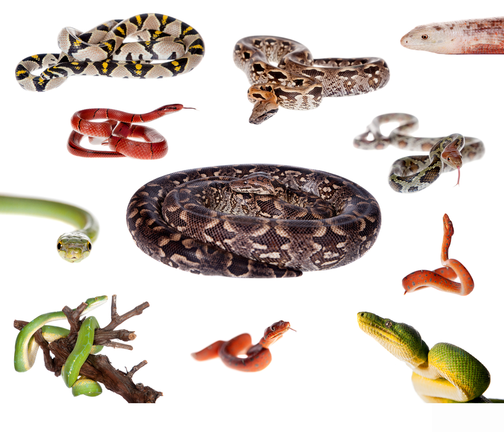 Image montage of various snake colors