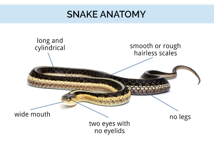 Diagram of snake anatomy