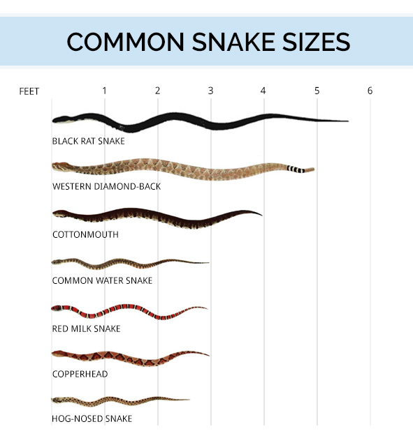 Diagram of common snake sizes