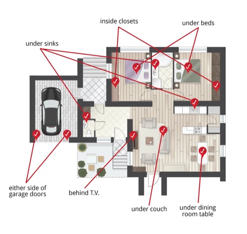 spider control areas