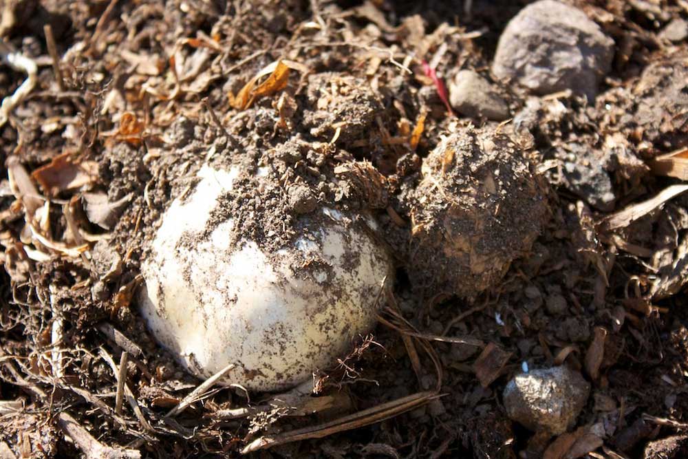 Mushroom compost