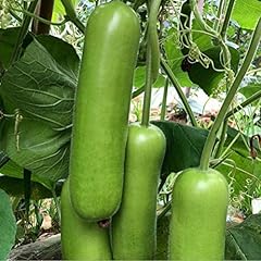 Long bottle gourd for sale  Delivered anywhere in USA 