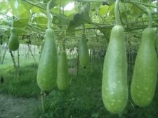 Big bottle gourd for sale  Philadelphia