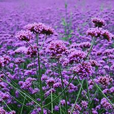 Verbena bonariensis buenos for sale  WALLINGFORD