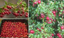 Strawberry myrtle seeds for sale  BROCKENHURST