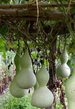 Bottle gourd seeds for sale  El Monte