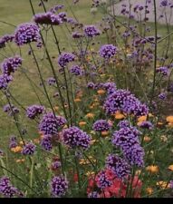 Verbena bonariensis bareroot for sale  ROSS-ON-WYE