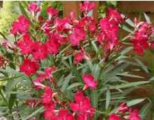 Red oleander nerium for sale  HERTFORD