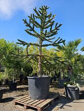 12ft monkey puzzle for sale  CLITHEROE