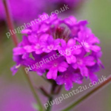 Verbena santos purple for sale  BRISTOL