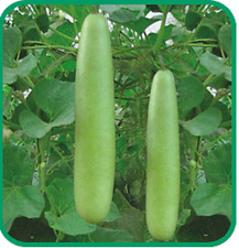 Calabash bottle gourd for sale  Kennett Square