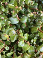 Two myrtus ugni for sale  CAMBRIDGE