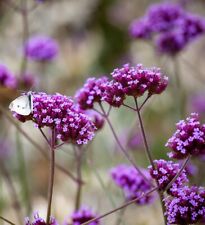 Verbena bonariensis perennial for sale  ST. LEONARDS-ON-SEA