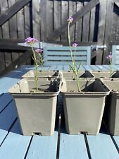 Verbena bonariensis establishe for sale  EPSOM