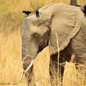 tourhub | Verdoro Safaris | Queen Elizabeth National Park 