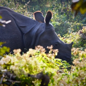 tourhub | Ramble Worldwide | Annapurna Trek & Chitwan National Park 