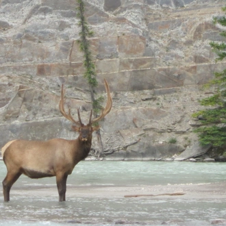 tourhub | Collette | Canadian Rockies & Glacier National Park  