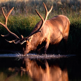 tourhub | Exodus Adventure Travels | Yellowstone Walks & Wildlife 