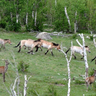 tourhub | Tour Mongolia | Scenes of National park 