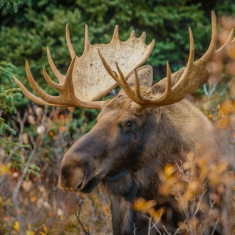 tourhub | Exodus Adventure Travels | Alaska Wildlife & Wilderness 