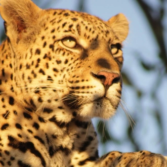 tourhub | G Adventures | Journeys: Explore Kruger National Park 