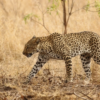 tourhub | Wildlife Dreams | Kruger National Park Photographic Safari 