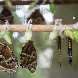 tourhub | G Adventures | Central American Journey: Rainforests & Ruins 