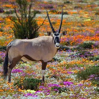 tourhub | Brightwater Holidays | Spring Flowers of Namaqualand 7951 