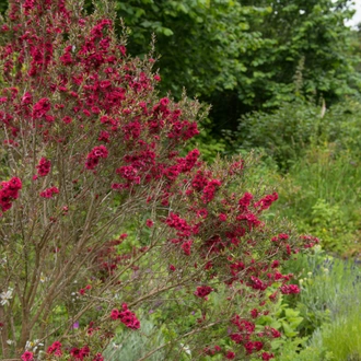 tourhub | Ramble Worldwide | North Devon Gardens 