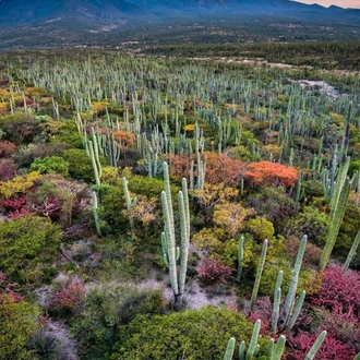 tourhub | Lupita Overland | South Mexico Wonders, Day of the Dead Edition 