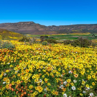 tourhub | Brightwater Holidays | Spring Flowers of Namaqualand 7951 