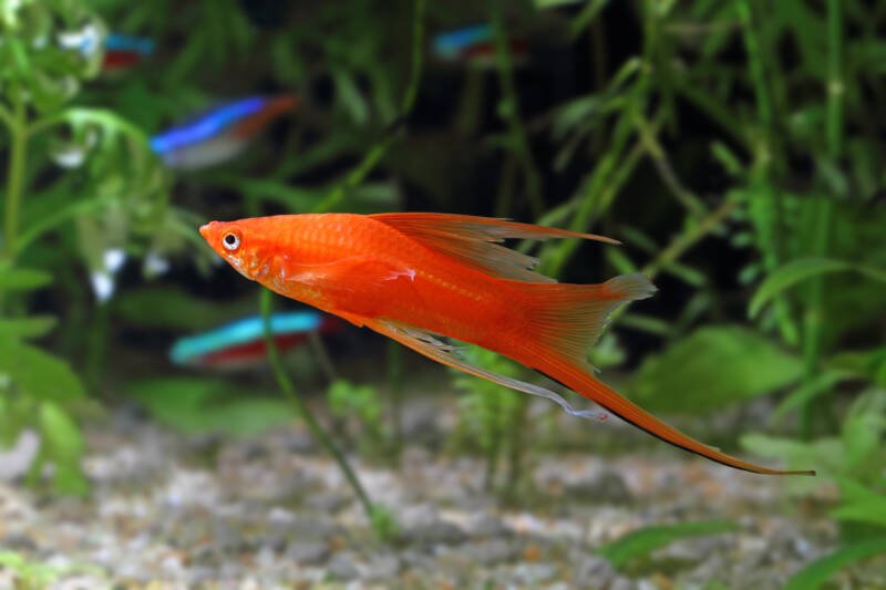 Xiphophorus helleri also known as swordtail fish swimming in a planted aquarium with other fish