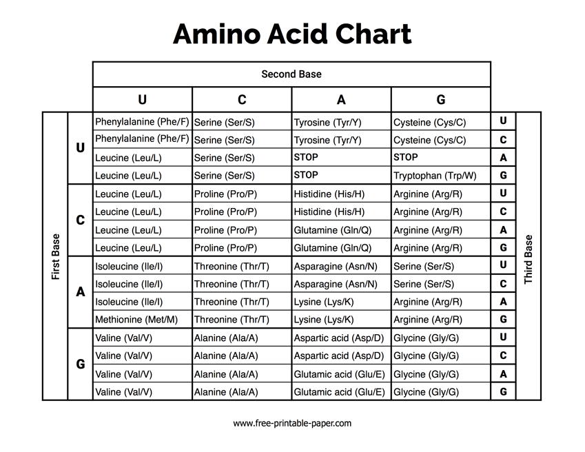 Amino Acid Chart Printable