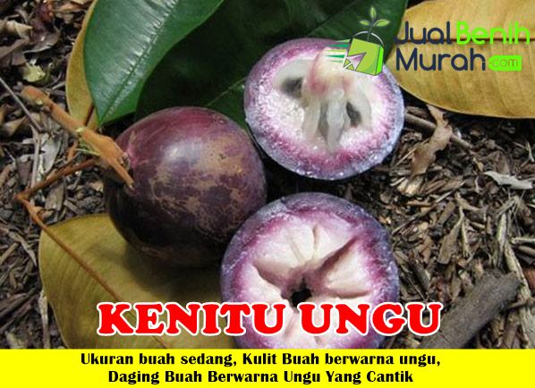 Detail Buah Warna Ungu Nomer 23