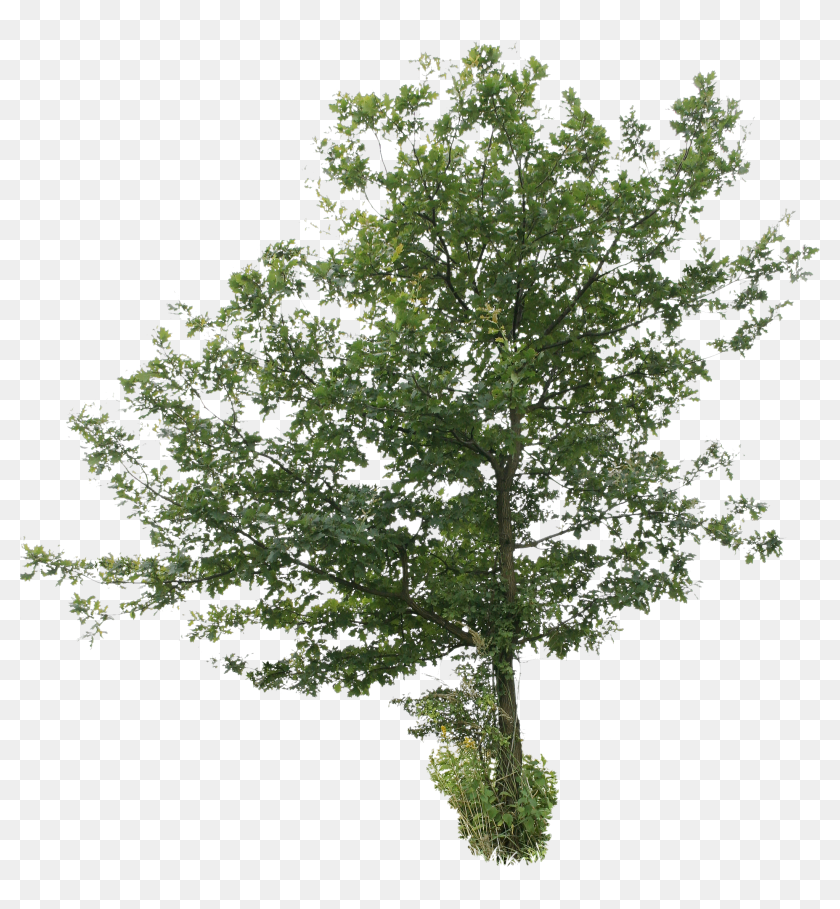 Detail Tree 2d Png Nomer 5